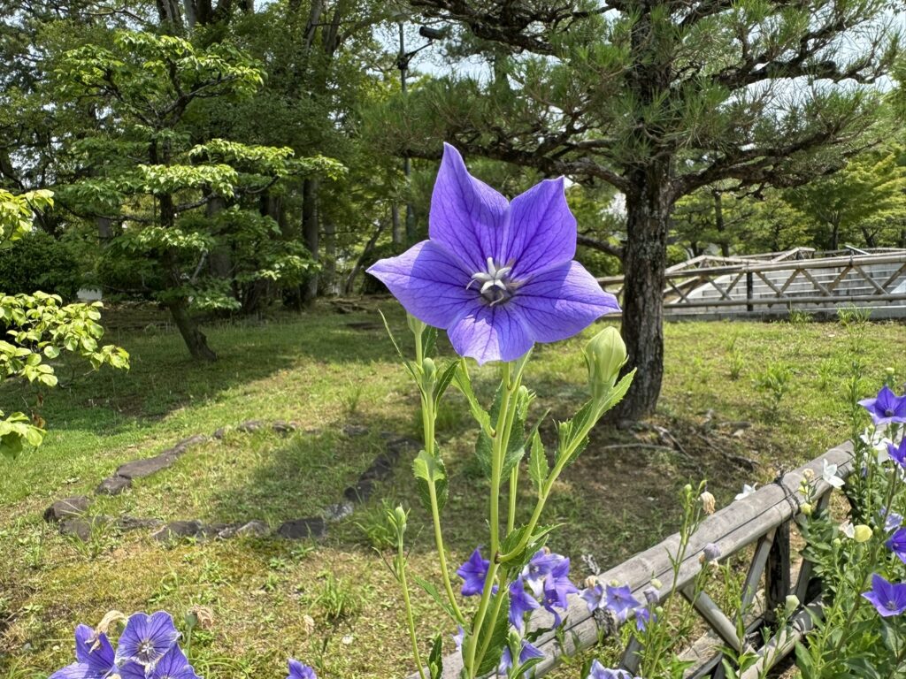 智積院の寺紋は「桔梗」