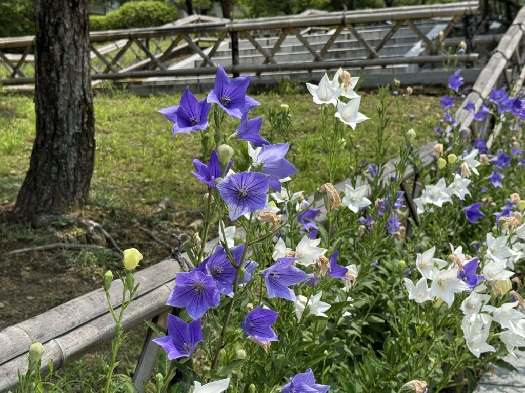 智積院の寺紋は「桔梗」