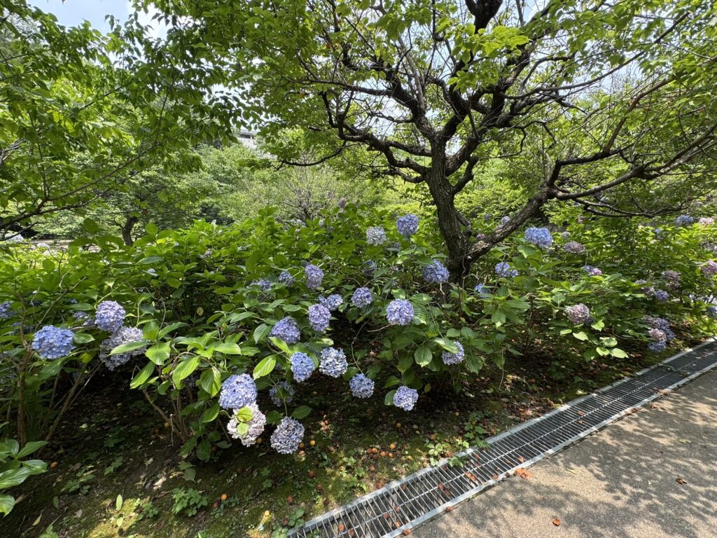 紫陽花園