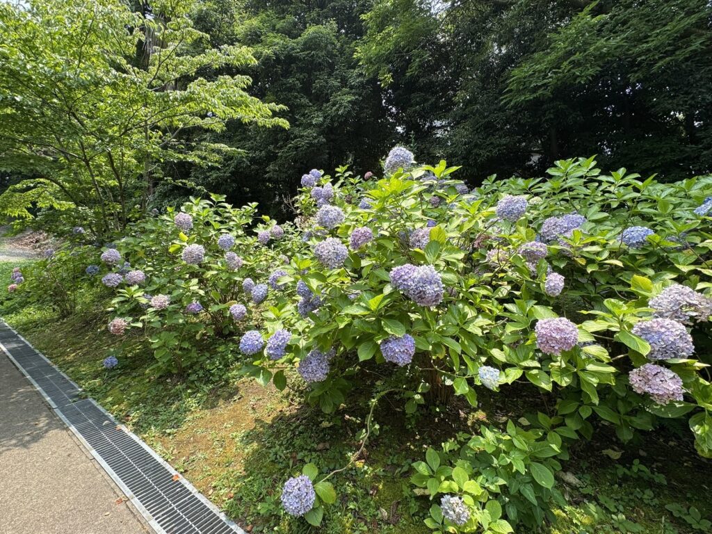 紫陽花園