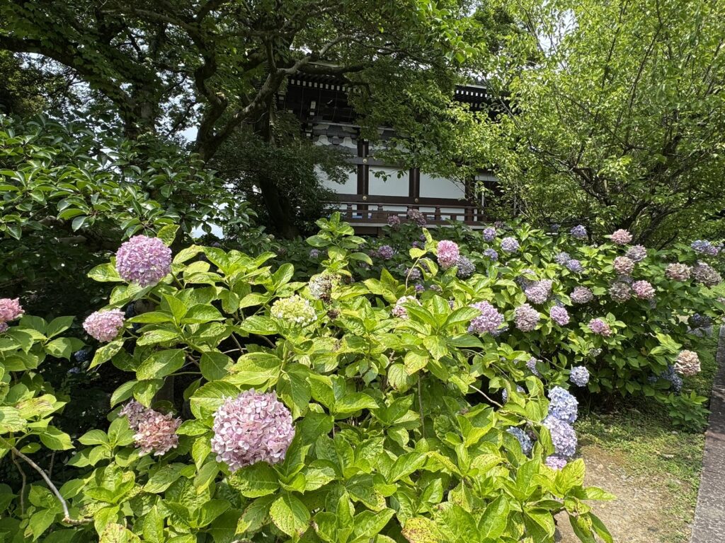 紫陽花園