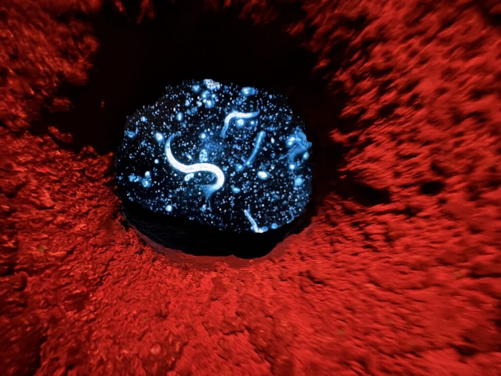 Wonder Earth