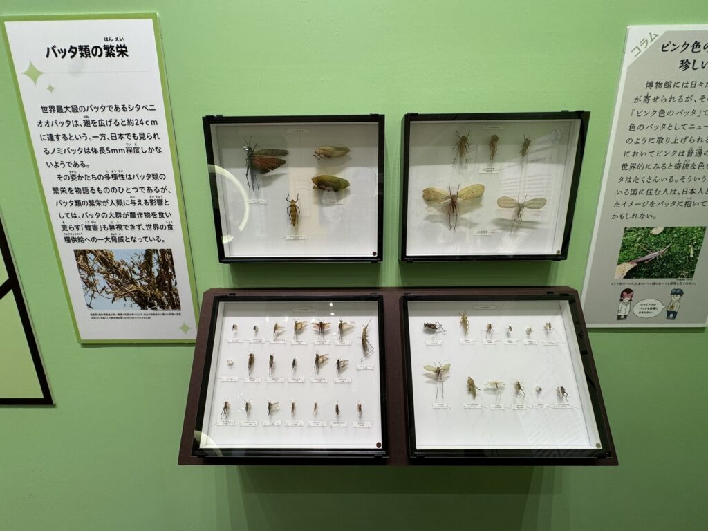 特別展「昆虫MANIAC」