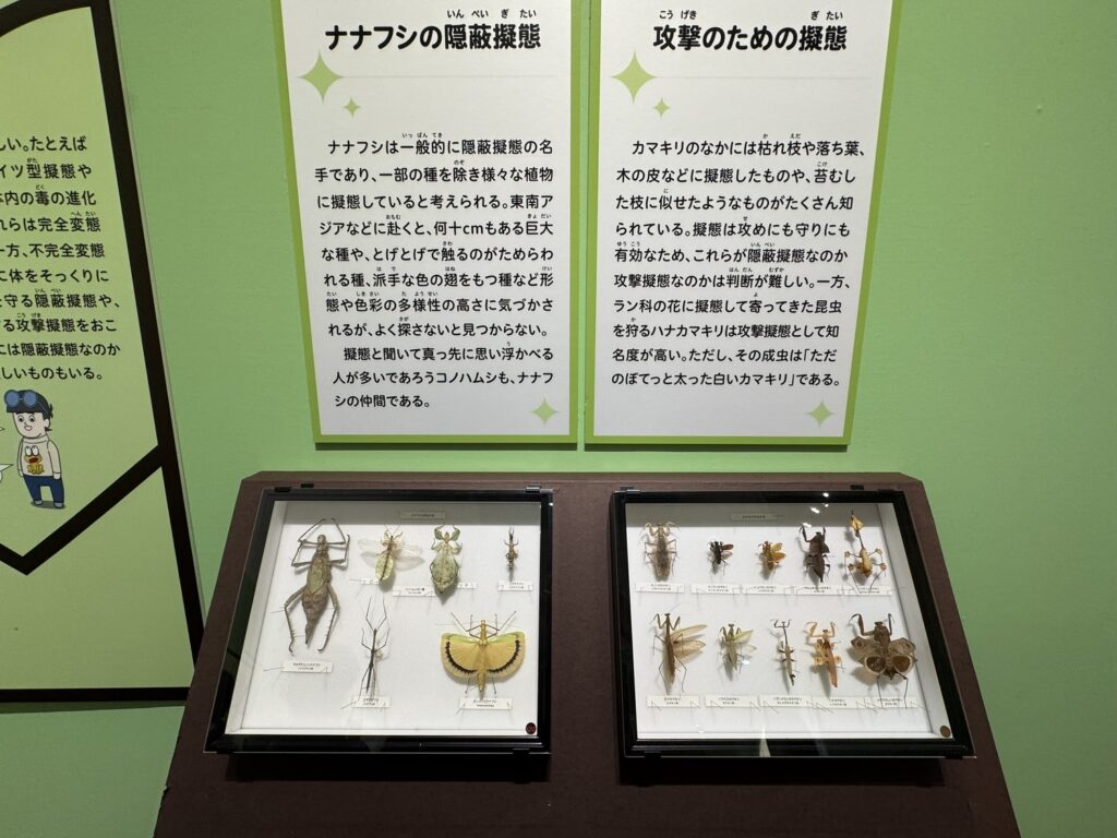 特別展「昆虫MANIAC」