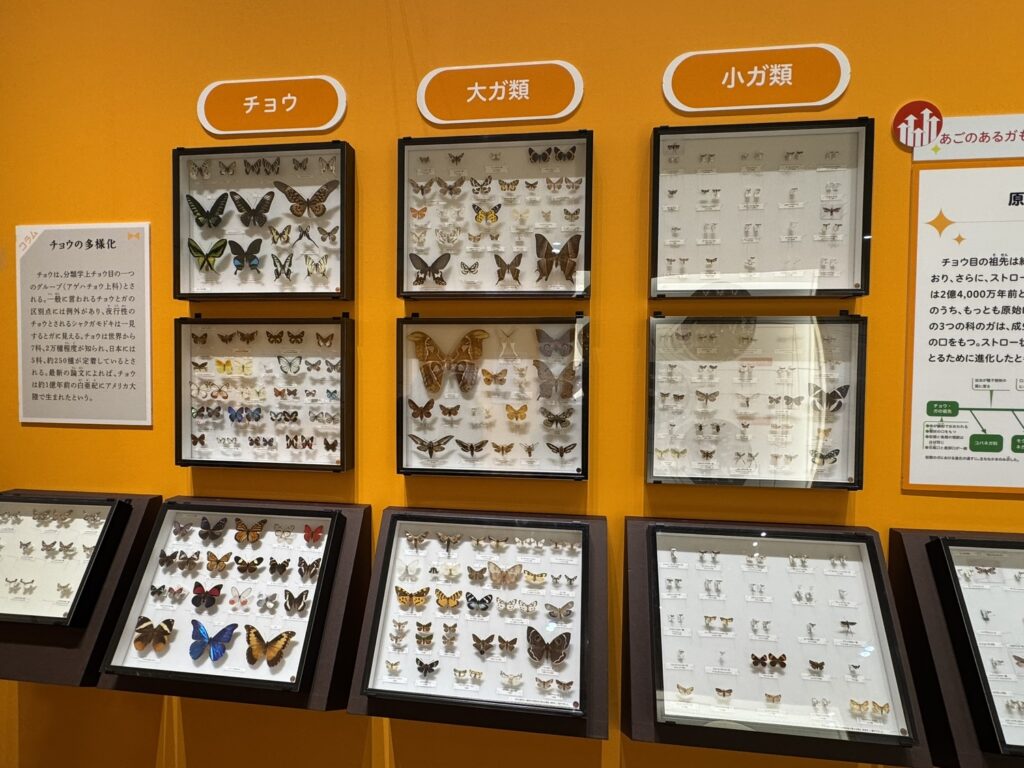 特別展「昆虫MANIAC」