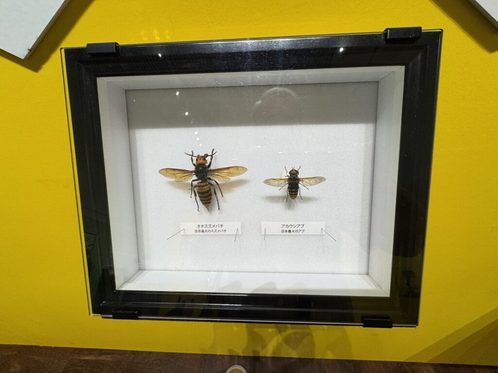 特別展「昆虫MANIAC」