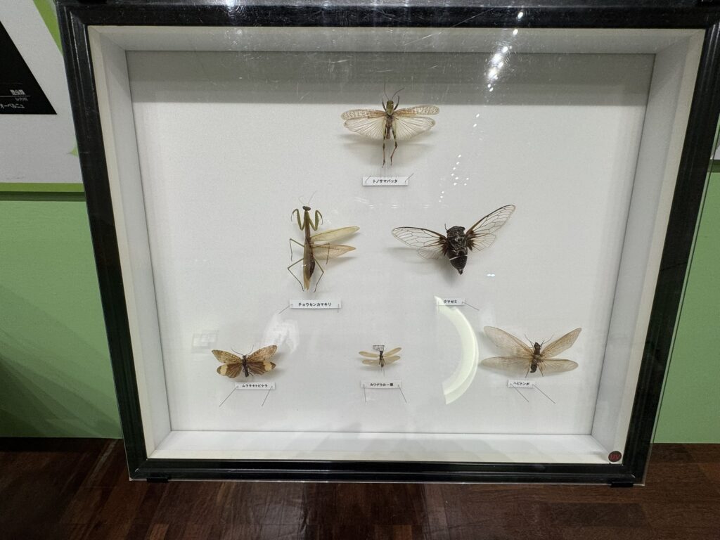 特別展「昆虫MANIAC」