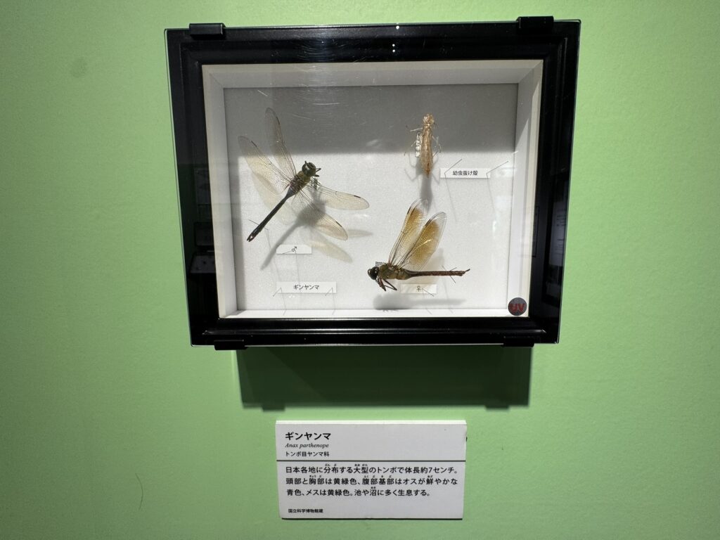 特別展「昆虫MANIAC」