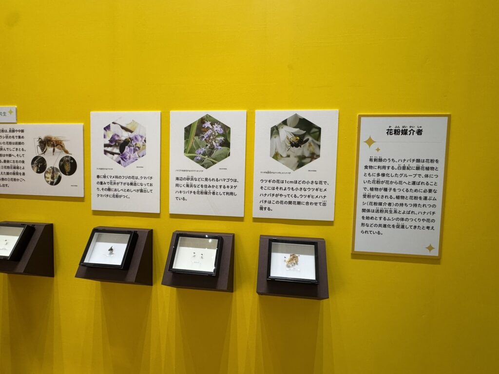 特別展「昆虫MANIAC」