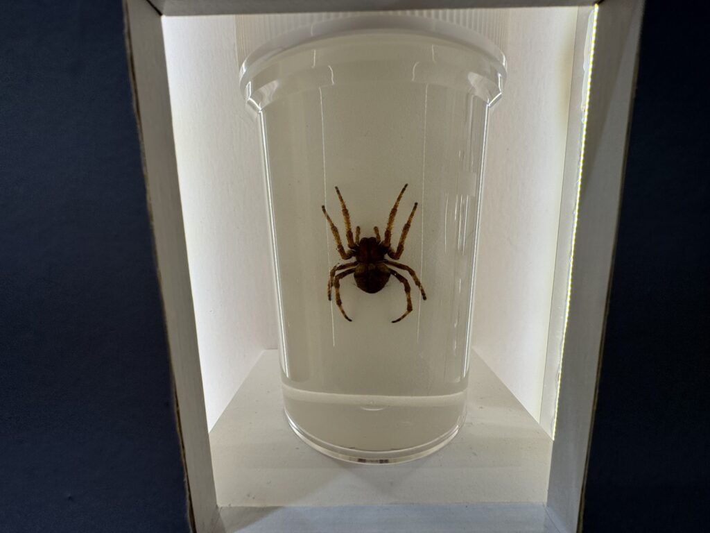 特別展「昆虫MANIAC」