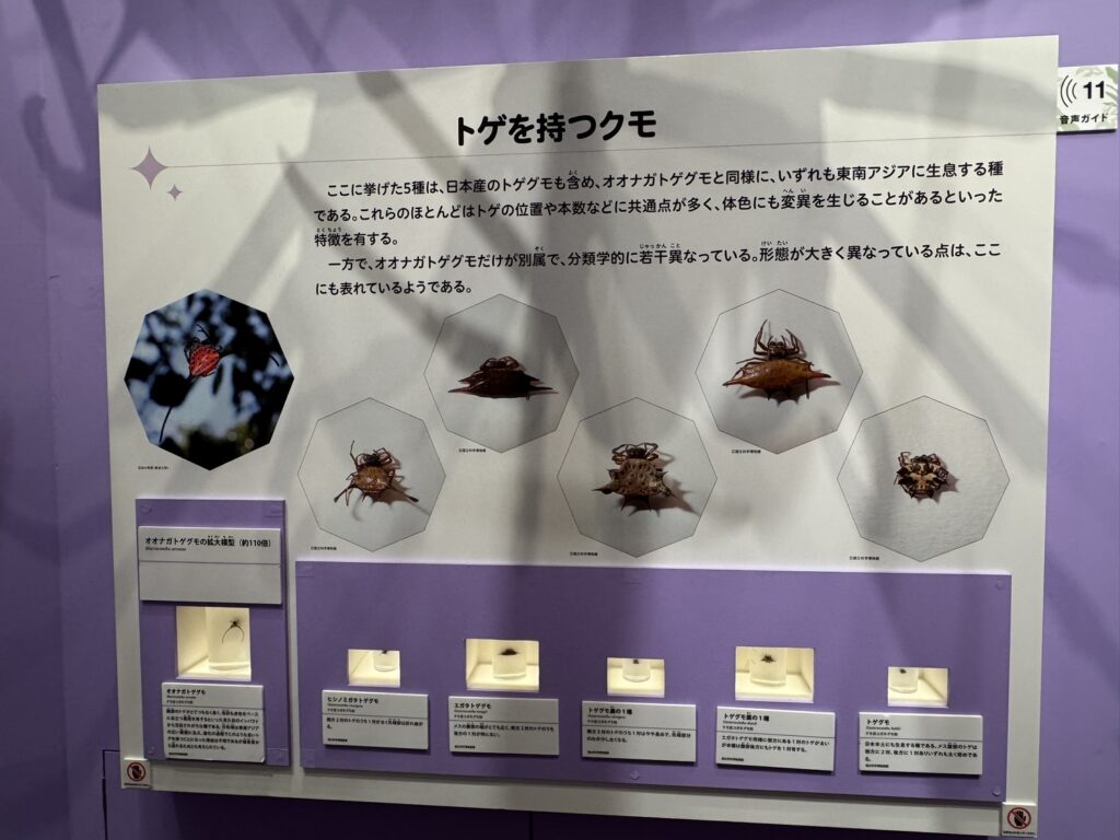 特別展「昆虫MANIAC」