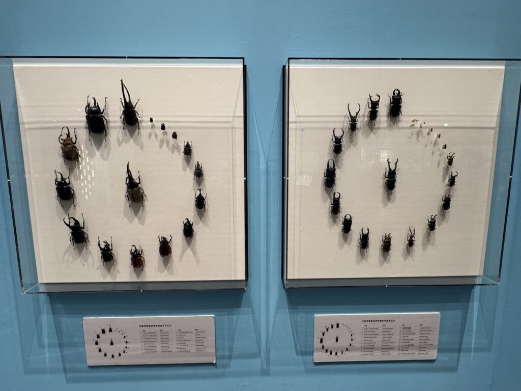 特別展「昆虫MANIAC」