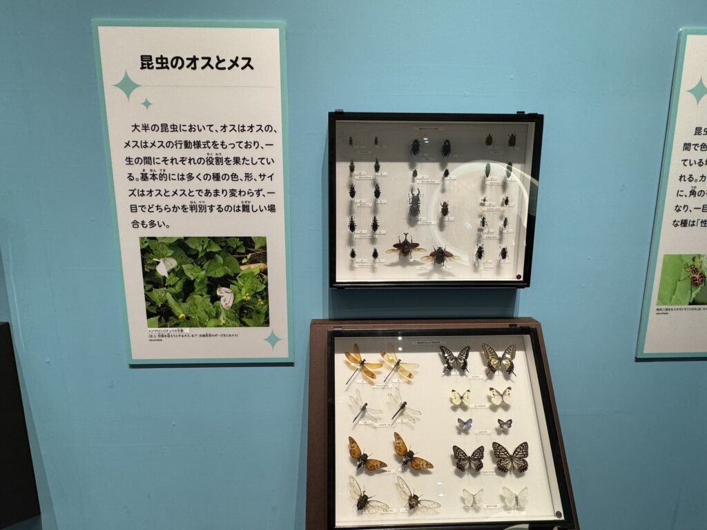 特別展「昆虫MANIAC」