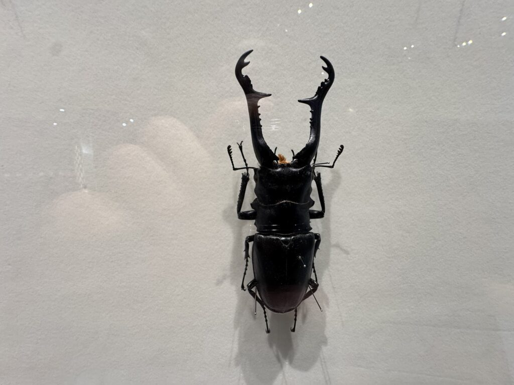 特別展「昆虫MANIAC」