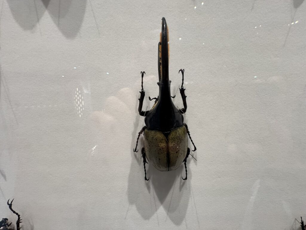 特別展「昆虫MANIAC」