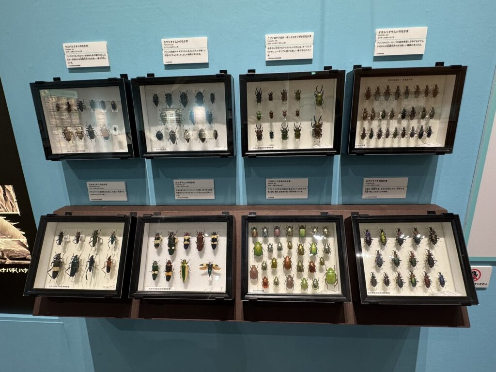 特別展「昆虫MANIAC」