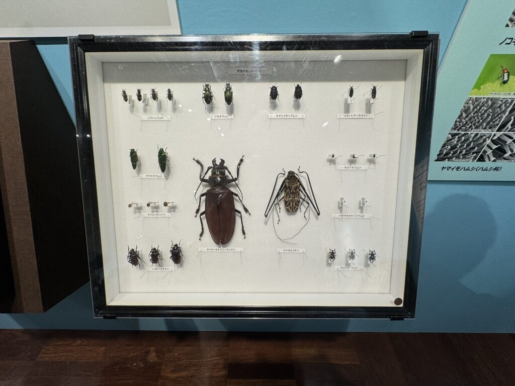特別展「昆虫MANIAC」
