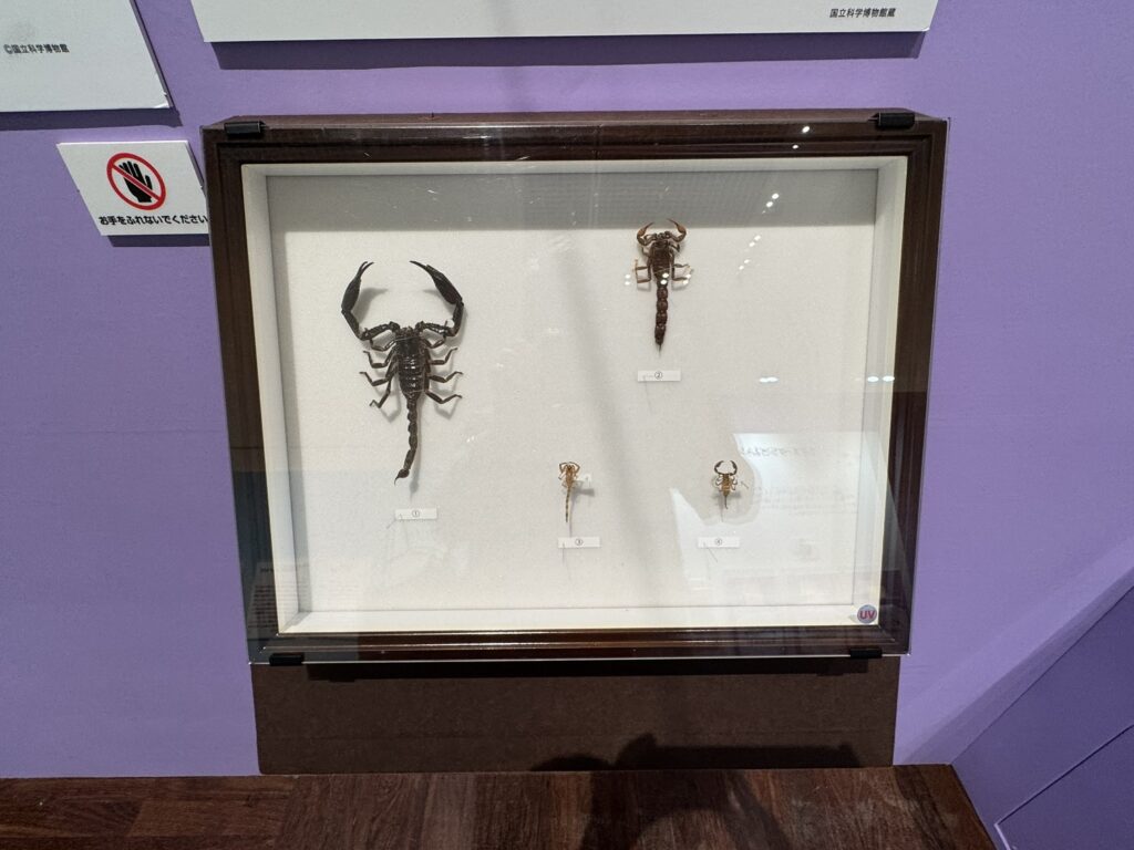 特別展「昆虫MANIAC」