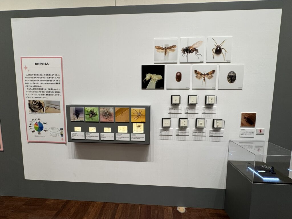 特別展「昆虫MANIAC」