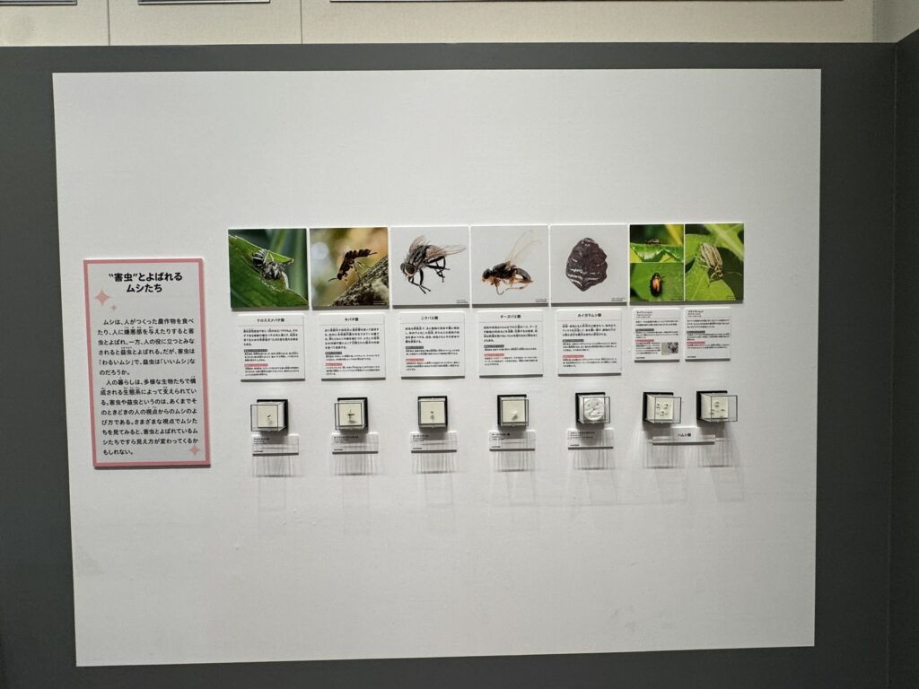 特別展「昆虫MANIAC」