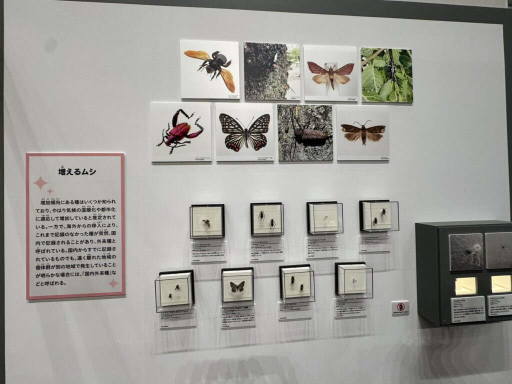 特別展「昆虫MANIAC」