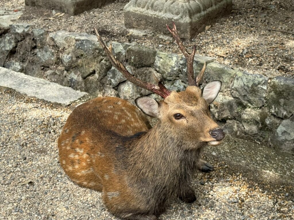 春日大社の鹿