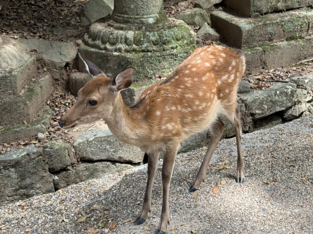 春日大社の鹿