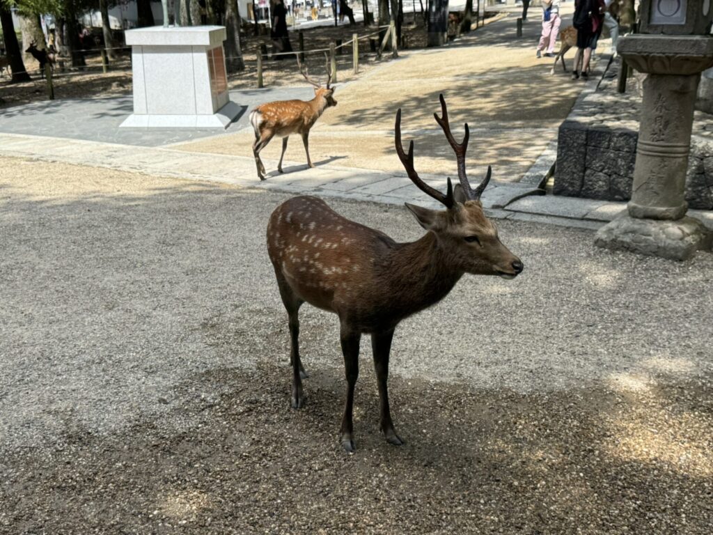 春日大社の鹿
