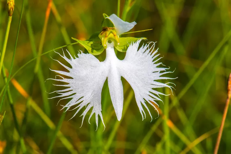 サギ草