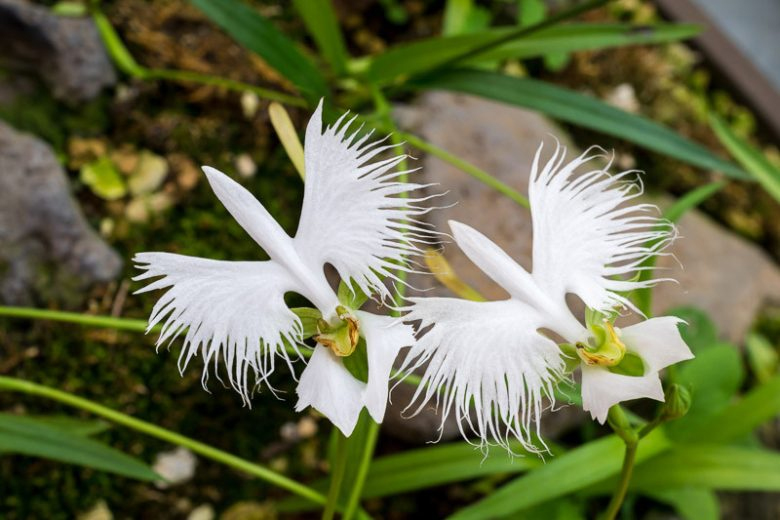 サギ草