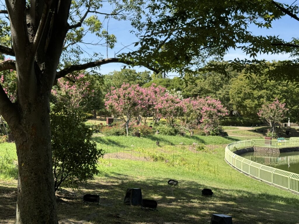 百日紅（サルスベリ）