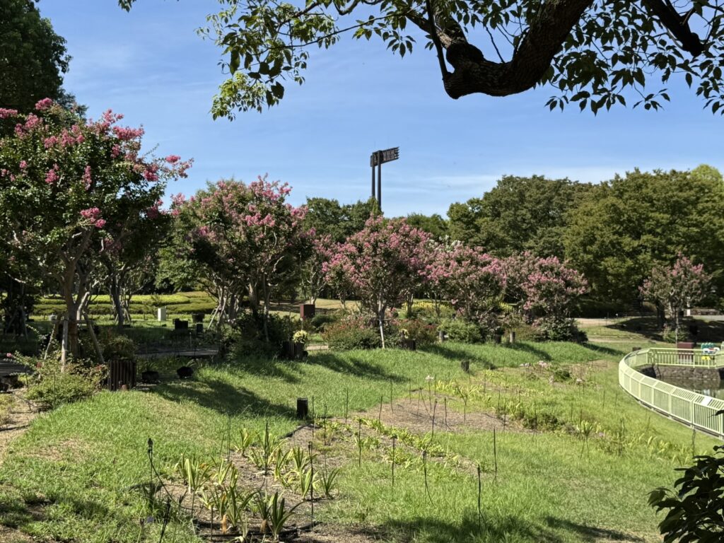 百日紅（サルスベリ）