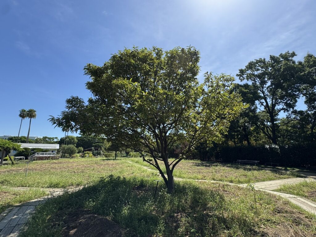 栗